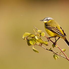 Yellow wagtail resting in Dutch polder by De_Taal_Fotograaf