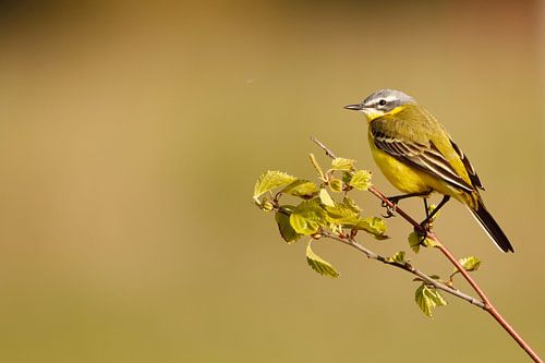 Yellow wagtail resting in Dutch polder