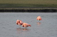 Flamingo von Merijn Loch Miniaturansicht