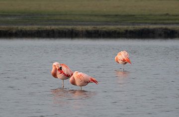 Flamingo sur Merijn Loch