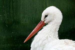 Cigogne verte sur Mark Damhuis