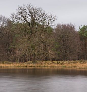 Dwingelderveld (Niederlande) von Marcel Kerdijk