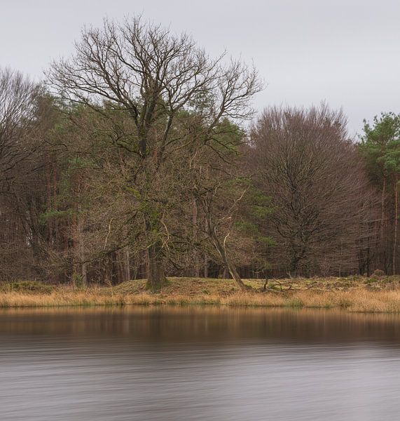 Dwingelderveld (Netherlands) by Marcel Kerdijk