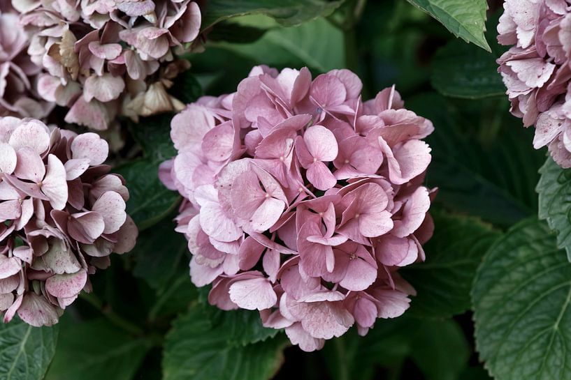 Hydrangea by Thomas Jäger