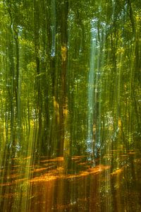 Creek in a bright green forest during an early fall morning