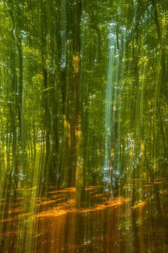 Ein Bach in einem hellgrünen Wald an einem frühen Herbstmorgen von Sjoerd van der Wal Fotografie