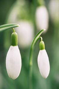 Galanthus