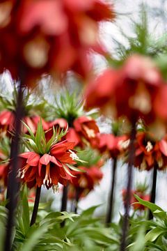 Keizerskroon (Fritillaria imperialis) van Lindy Schenk-Smit