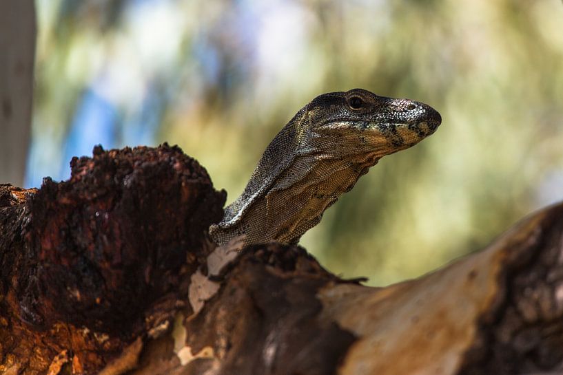 Big brother is watching you! par Joke Beers-Blom