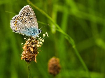 Schmetterling im Gras versteckt von A.G.M Boelaars