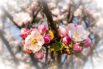 Makro Blüten und Knospen vom Apfelbaum von Dieter Walther