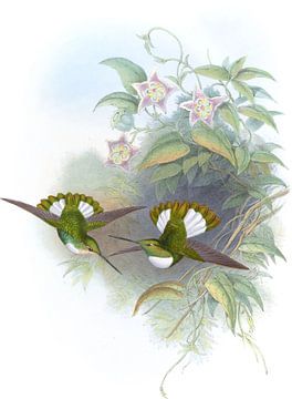 Conrad's Inca, John Gould van Hummingbirds