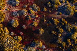 Außerirdisches Land von Marjon Boerman