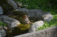Robin (2 of 2 hatch)