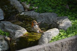 Robin (2 von 2 Luken)