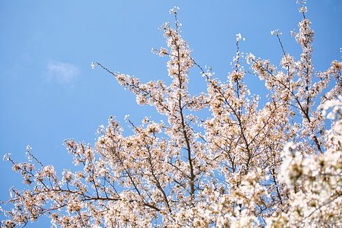 Weiße Blüten und ein klarer blauer Himmel