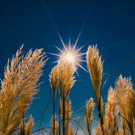Pluimen in het tegenlicht van de zon als ster von Harrie Muis