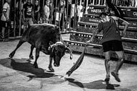 Bullfight