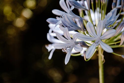 Fleurs du Portugal n° 3 sur Lia Remmelzwaal