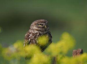 Steinkauz auf altem Holzzaun inmitten des gelben Rapses.