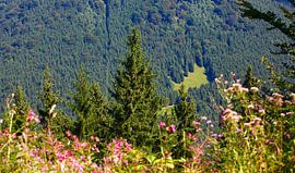Une forêt magnifique sur Thomas Jäger