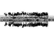 cows in a row (black/white) by Annemieke van der Wiel thumbnail