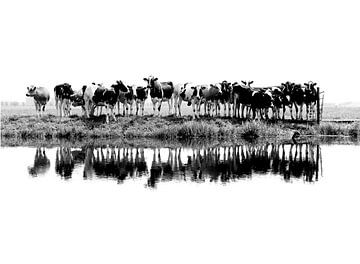 Kühe in einer Reihe (schwarz/weiß) von Annemieke van der Wiel