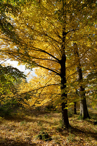 A serene autumn forest with golden leaves