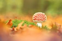 Fly agaric between leaves