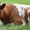 roodbonte koe met horens liggend in het gras van Joke te Grotenhuis