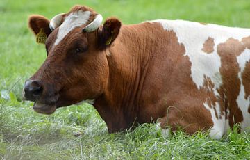 roodbonte koe met horens liggend in het gras van Joke te Grotenhuis