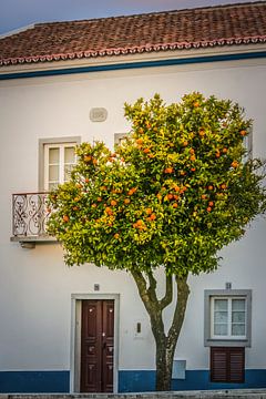 Orangenbaum von Freddy Hoevers