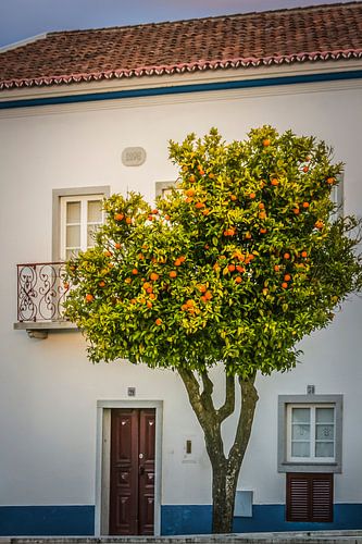 orange tree