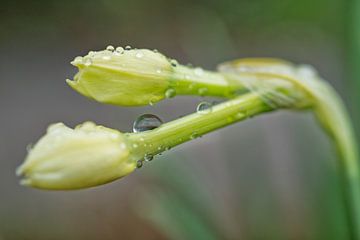 Mini narcis knoppen met regendruppels van Iris Holzer Richardson