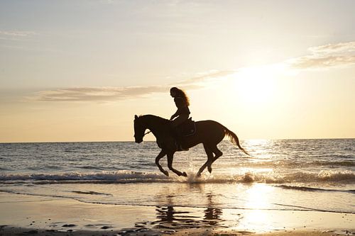 silhoutte bruin paard