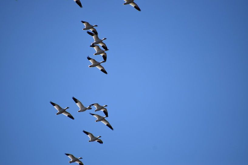 Snow geese in spring by Claude Laprise
