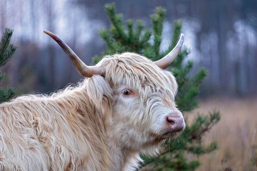 close up Scottish Highlander cattle by gea strucks