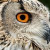 Oehoe (Bubo bubo) by Rob Smit