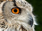 Oehoe (Bubo bubo) by Rob Smit thumbnail