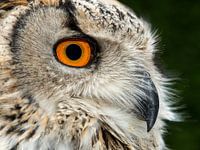 Oehoe (Bubo bubo)