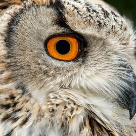 Oehoe (Bubo bubo) by Rob Smit