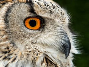 Oehoe (Bubo bubo)