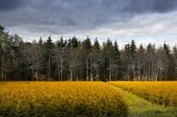 Goudkleurige coniferen en bossen met ree aan bosrand. van Marianne van der Zee thumbnail