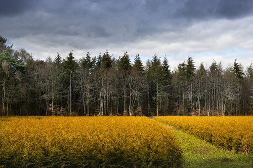 Zandoerlesche woods North Brabant with roe deer at the edge of the woods.