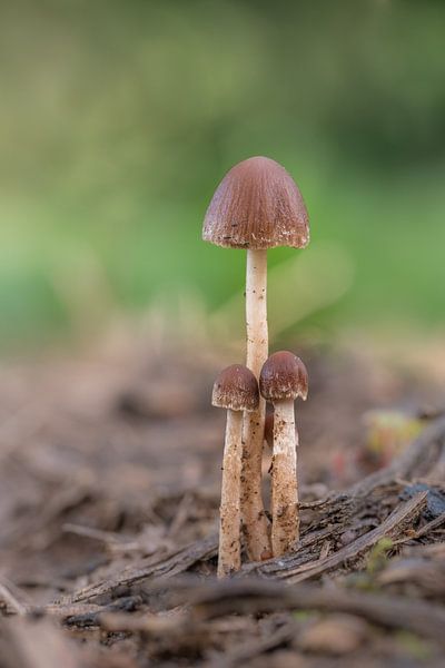 Mushrooms by Moetwil en van Dijk - Fotografie