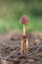 Mushrooms by Moetwil en van Dijk - Fotografie thumbnail
