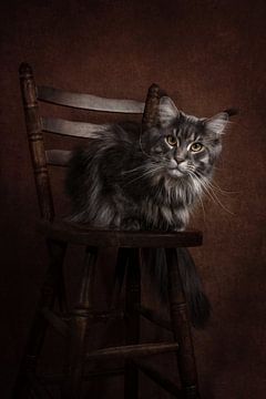 Portrait d'art vintage du chat Maine Coon