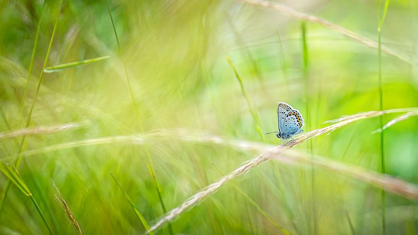 Schmetterling in Grün. von Jan Linskens