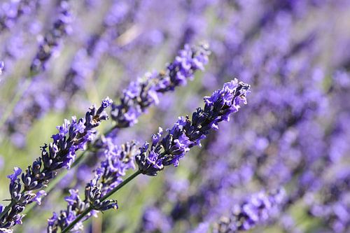 Lavendel
