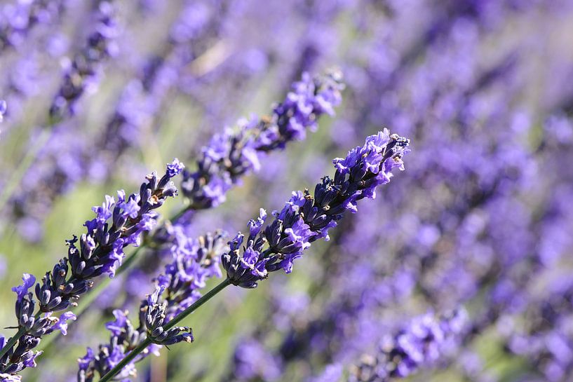 Lavendel von Barbara Brolsma